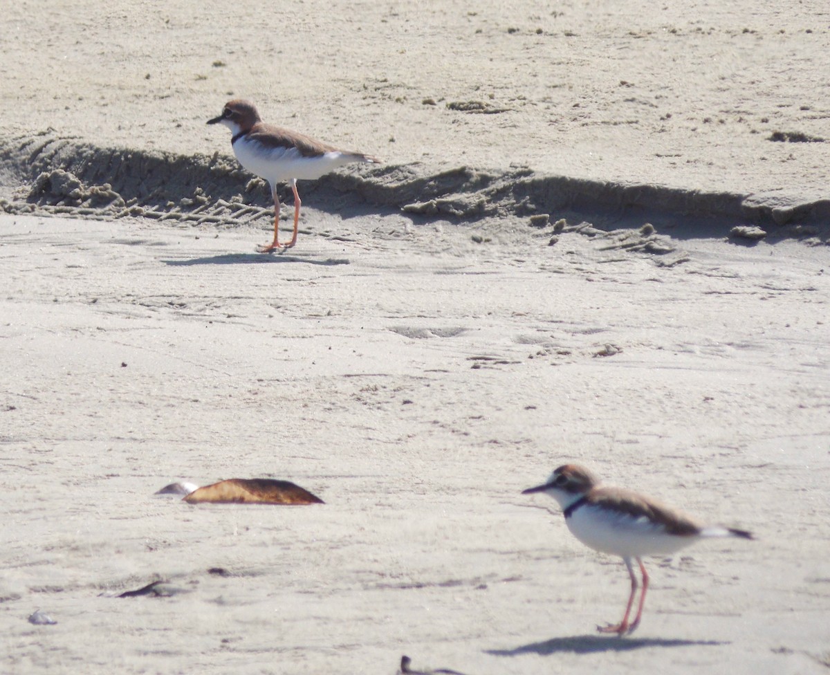 Collared Plover - Nilson Cazorino