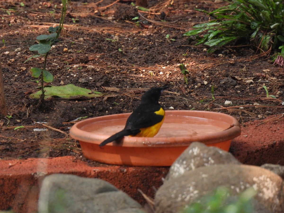 Black-vented Oriole - María Eugenia Paredes Sánchez