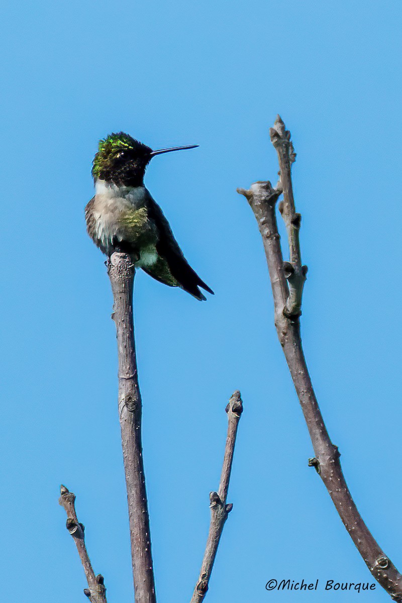 Ruby-throated Hummingbird - Michel Bourque