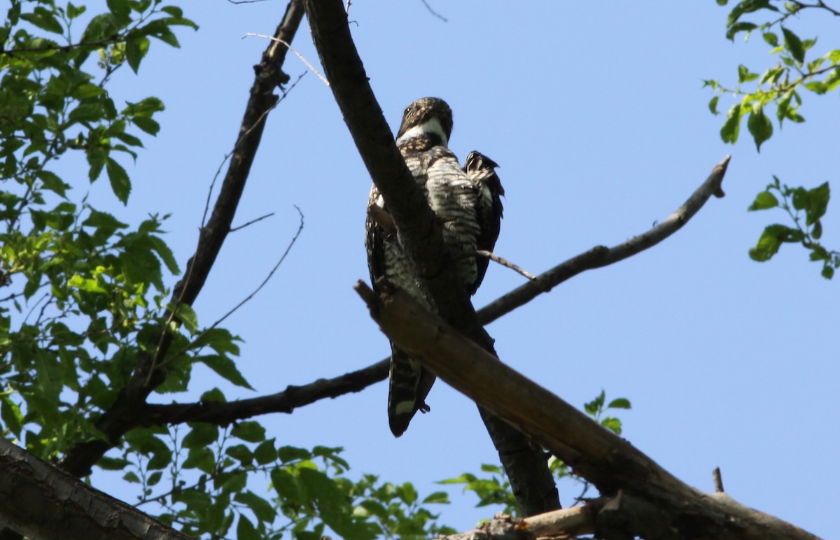 Common Nighthawk - Bruce Ferry