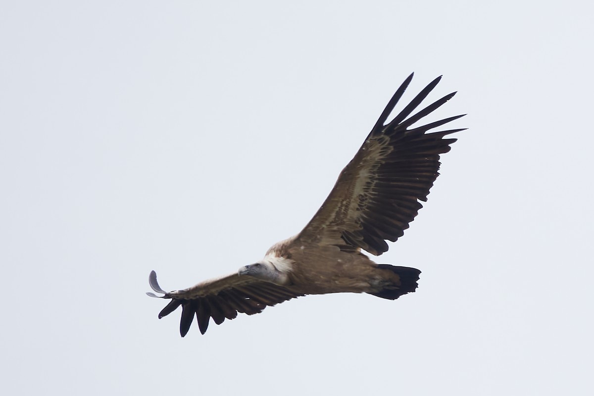 Eurasian Griffon - Luis Manso