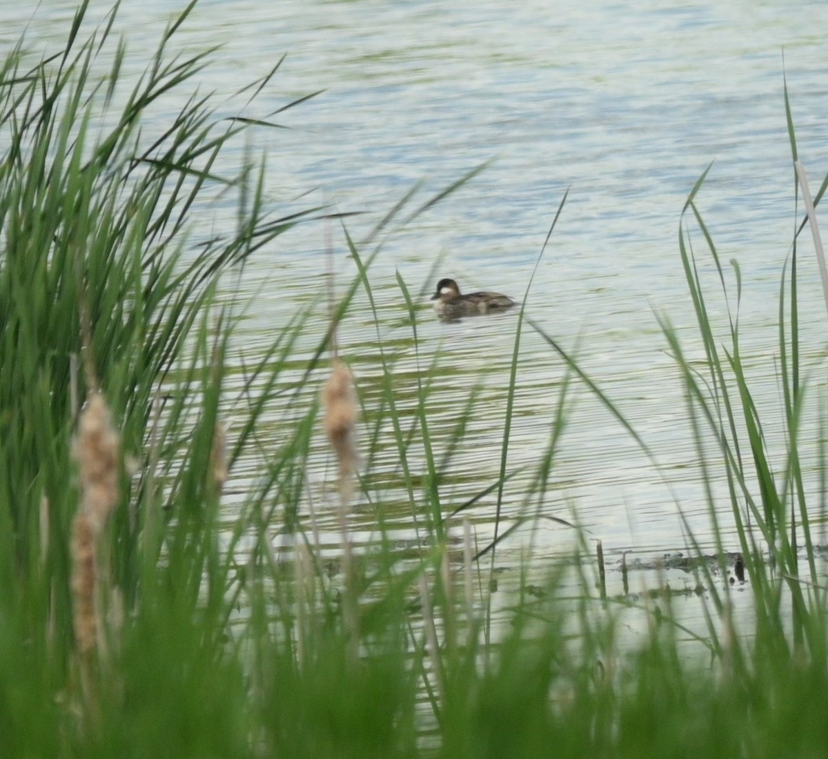 Bufflehead - Diana Szkarlat