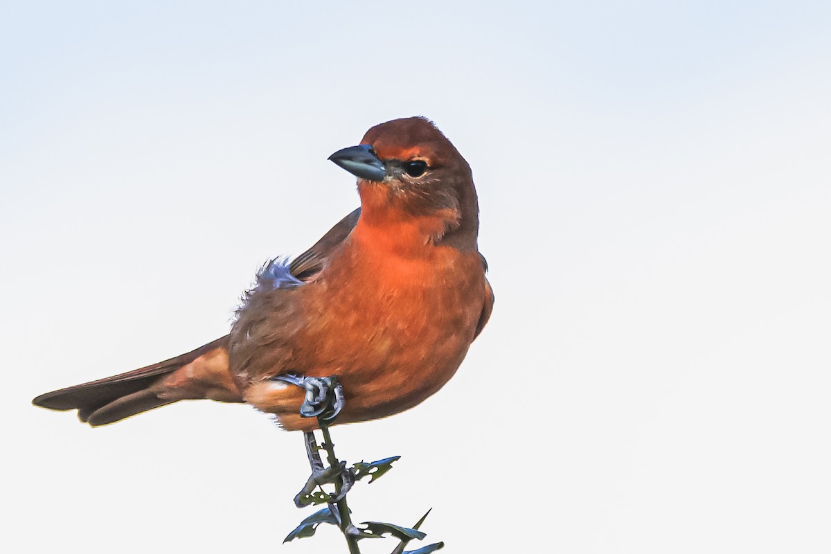 Hepatic Tanager - Amed Hernández