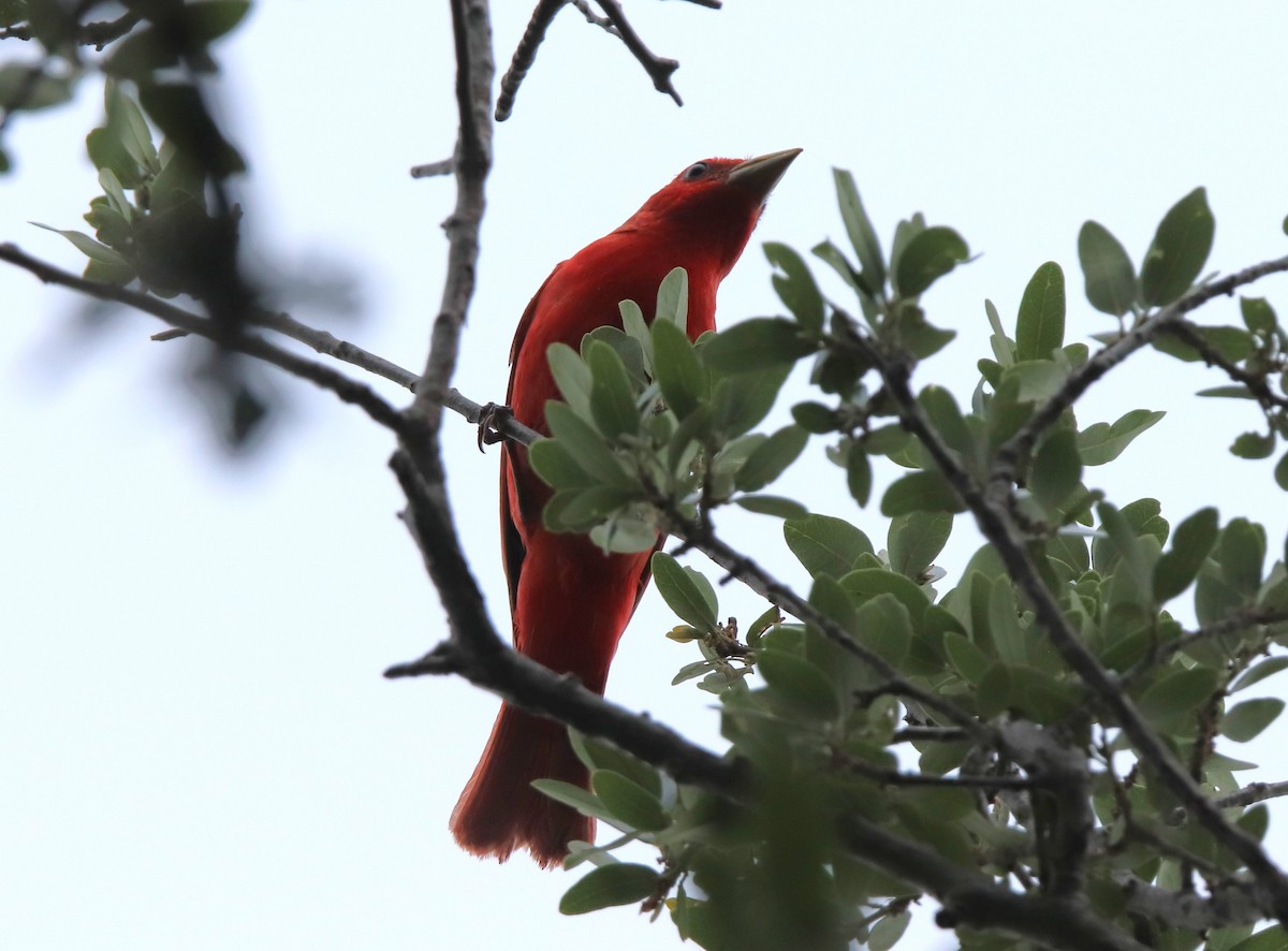 Summer Tanager - Ruth King