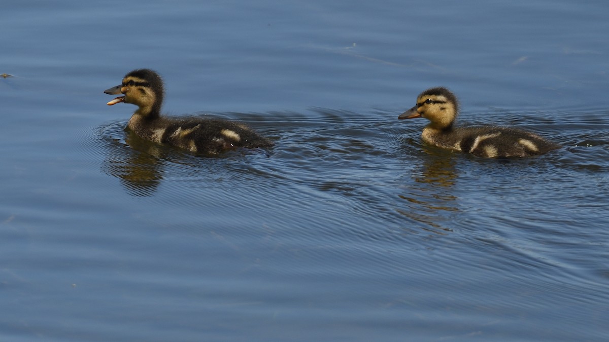 Canard colvert - ML619502352