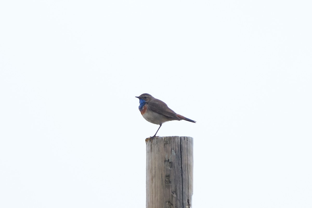 Bluethroat - Luis Manso