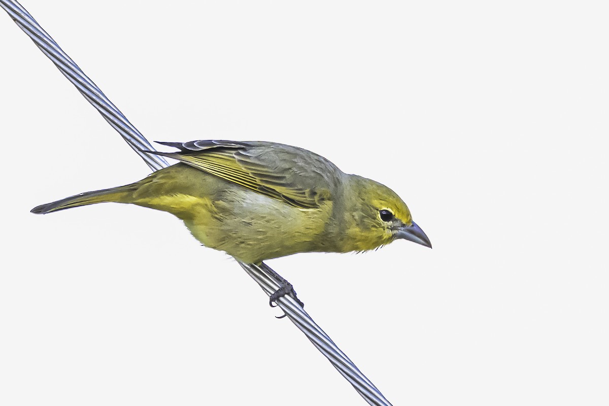 Hepatic Tanager - Amed Hernández