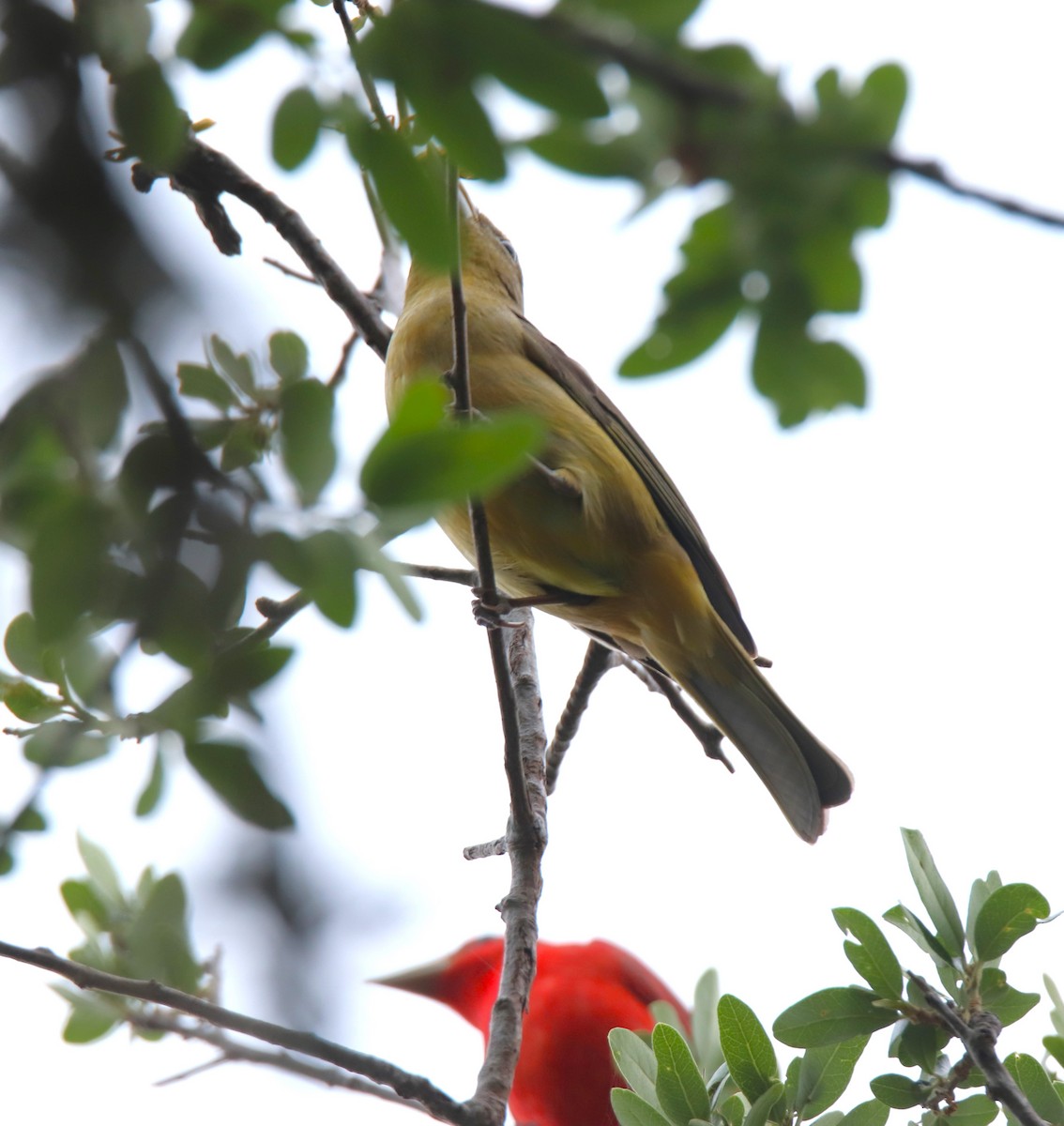 Summer Tanager - Ruth King