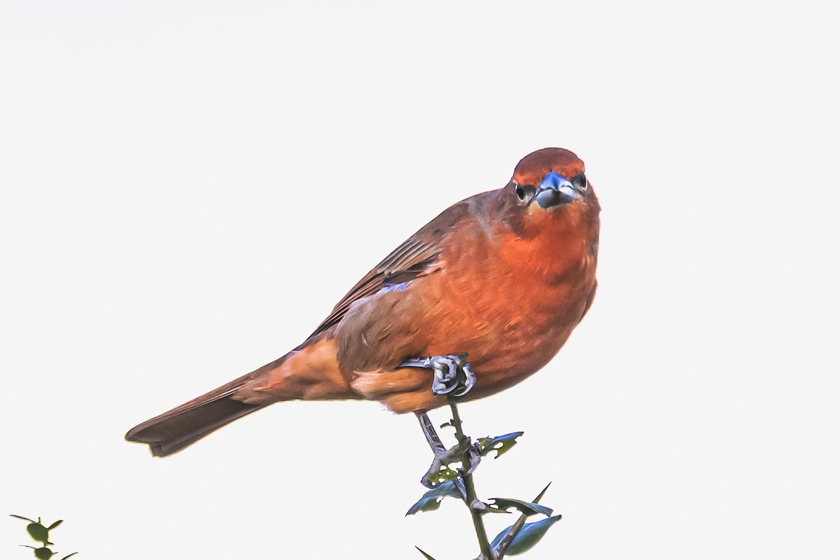 Hepatic Tanager - Amed Hernández