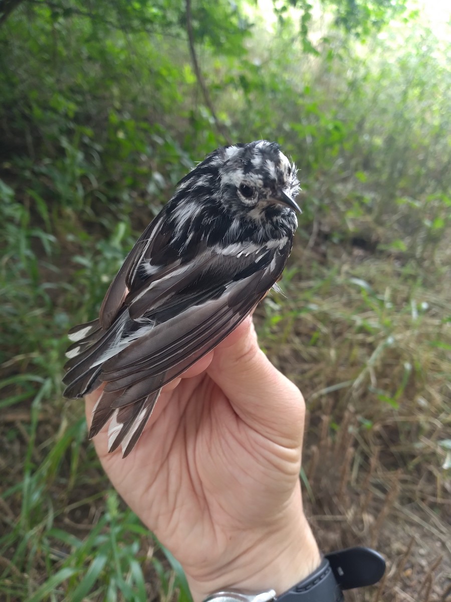 Black-and-white Warbler - Blaine Carnes