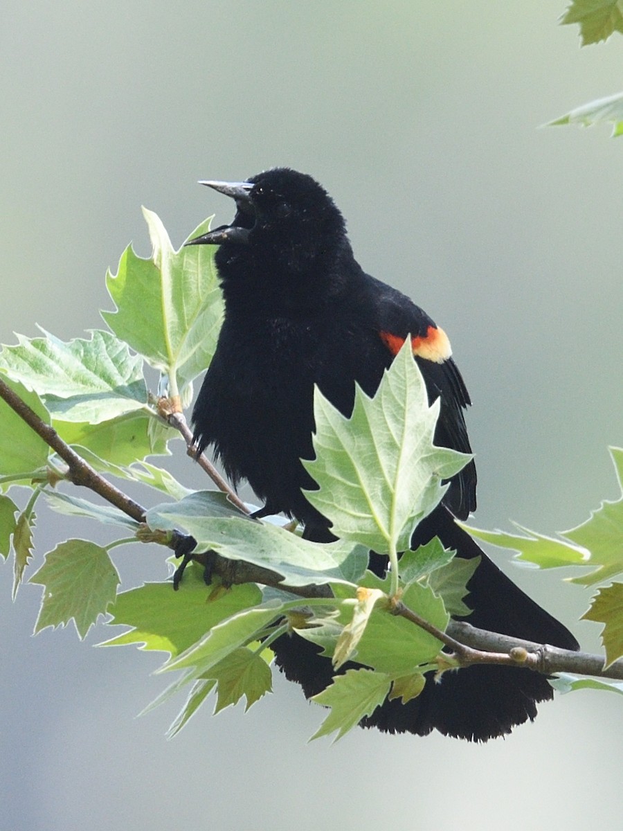 Red-winged Blackbird - Colin Fisher