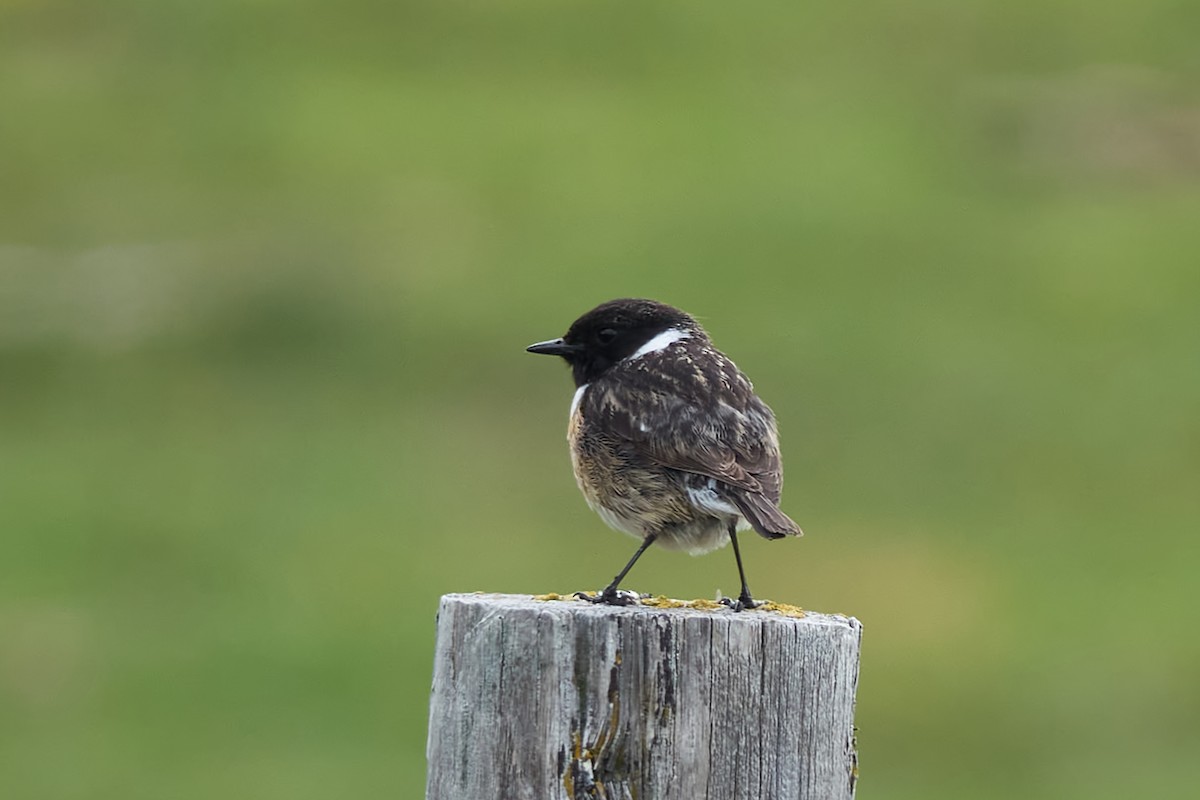 European Stonechat - Luis Manso