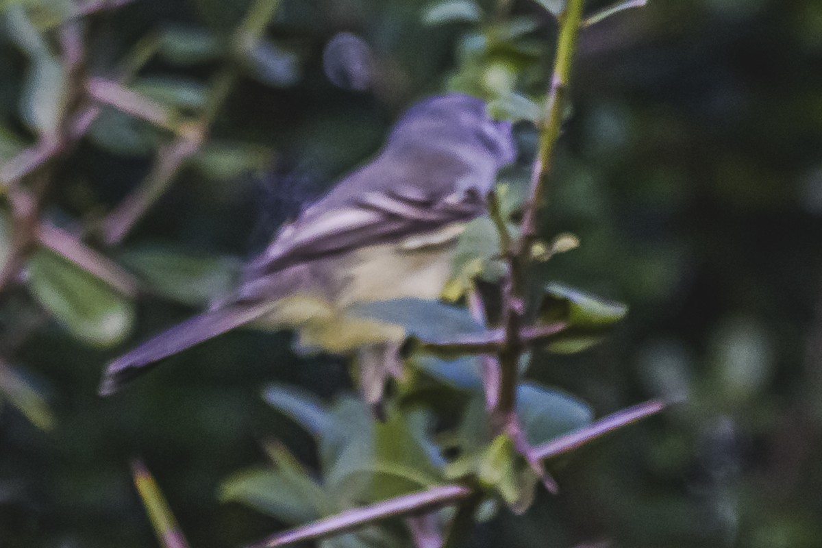White-crested Tyrannulet - Amed Hernández
