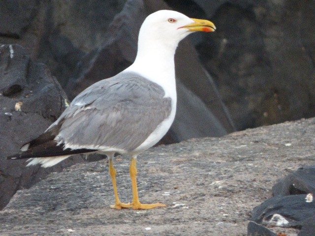 Yellow-legged Gull - Rob Emery