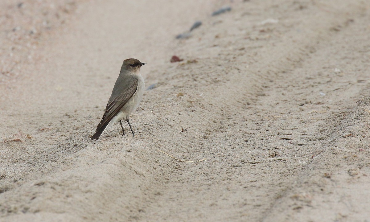 Dark-faced Ground-Tyrant - ML619502370