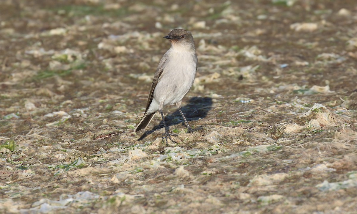 カオグロイワタイランチョウ - ML619502371