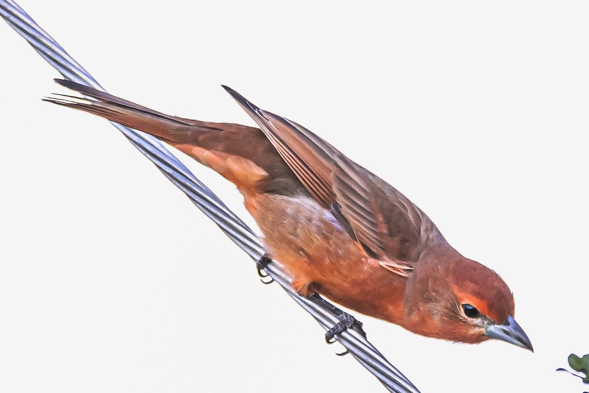 Hepatic Tanager - Amed Hernández