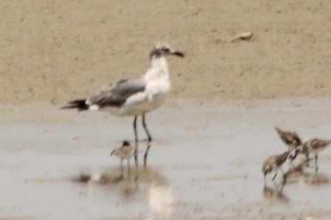 Mouette atricille - ML619502374