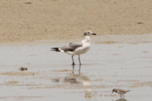 Laughing Gull - Randy Robinson