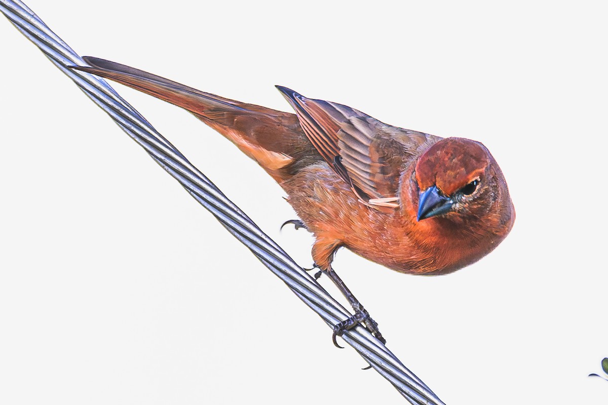 Hepatic Tanager - Amed Hernández
