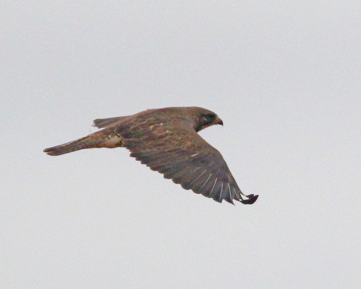 Swainson's Hawk - Keith Carlson