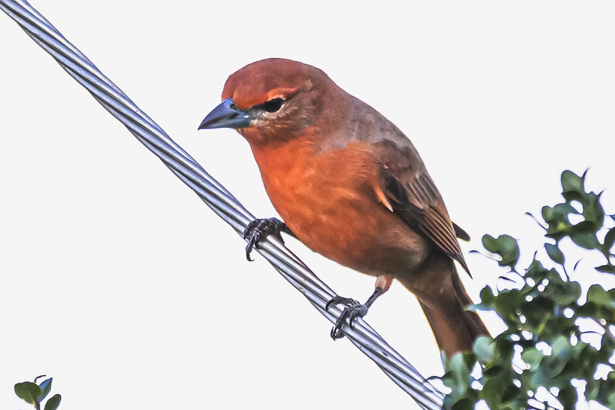 Hepatic Tanager - Amed Hernández