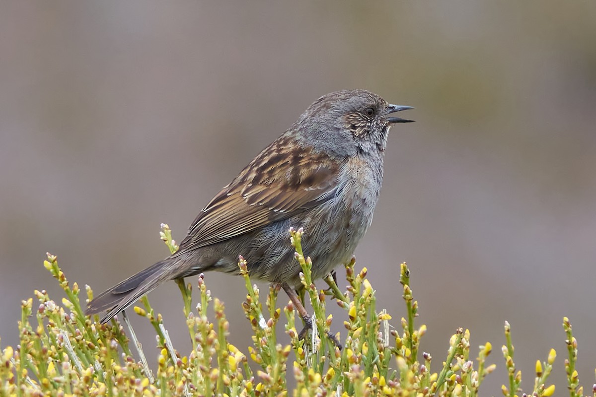 Dunnock - Luis Manso