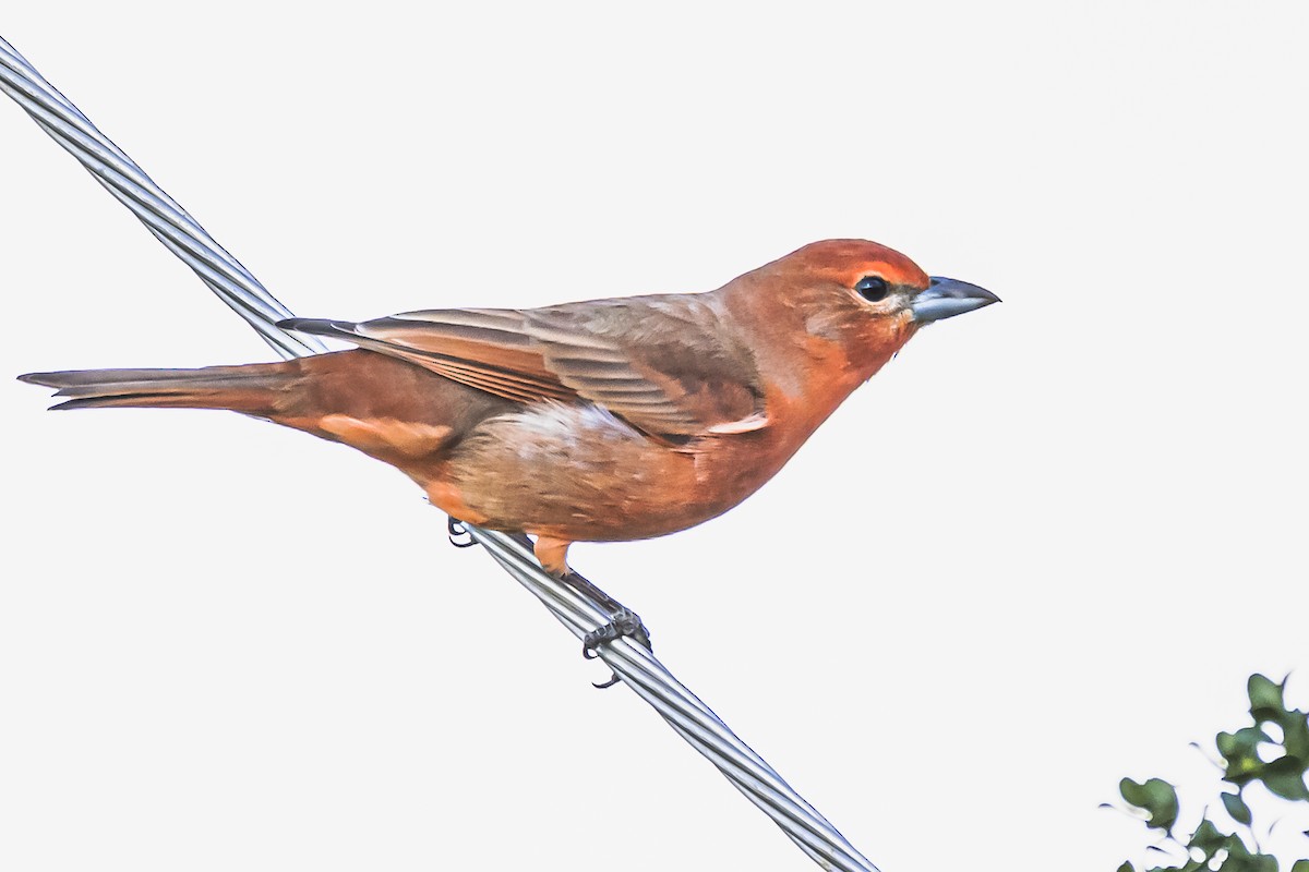 Hepatic Tanager - Amed Hernández