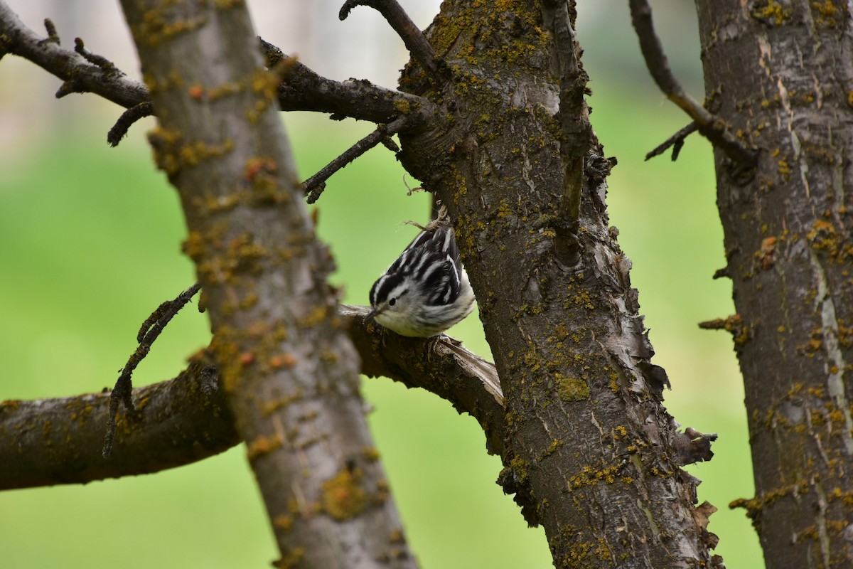 Black-and-white Warbler - ML619502383