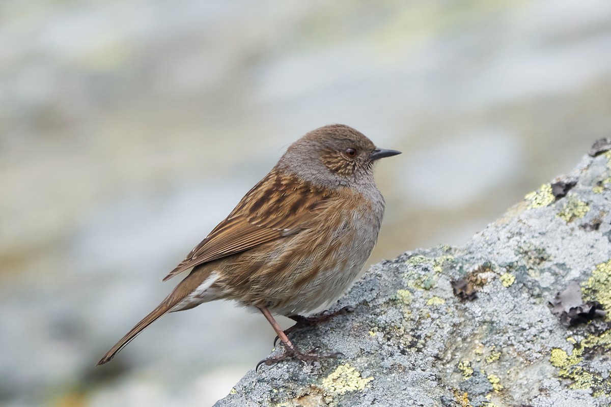 Dunnock - Luis Manso