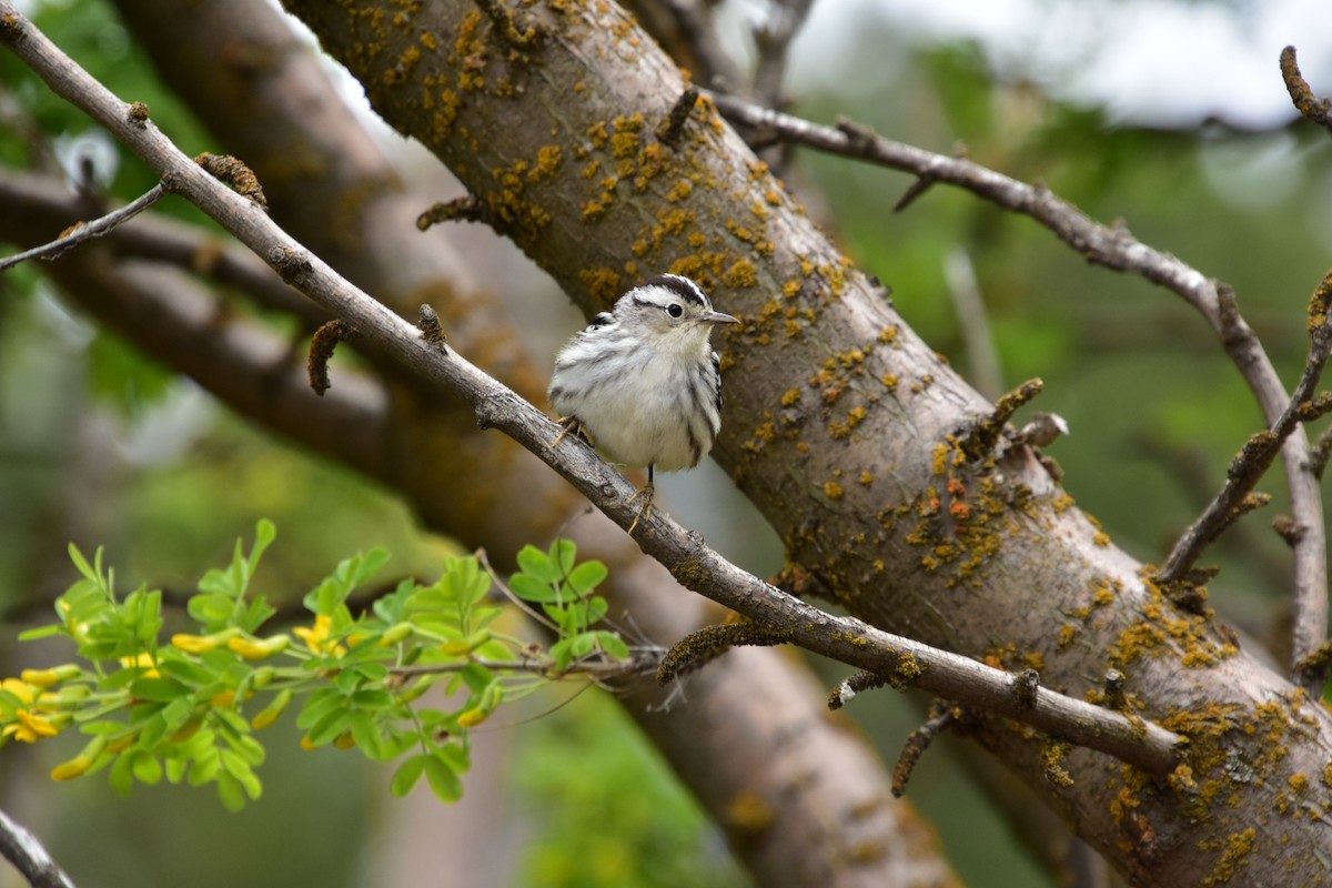 Black-and-white Warbler - ML619502386