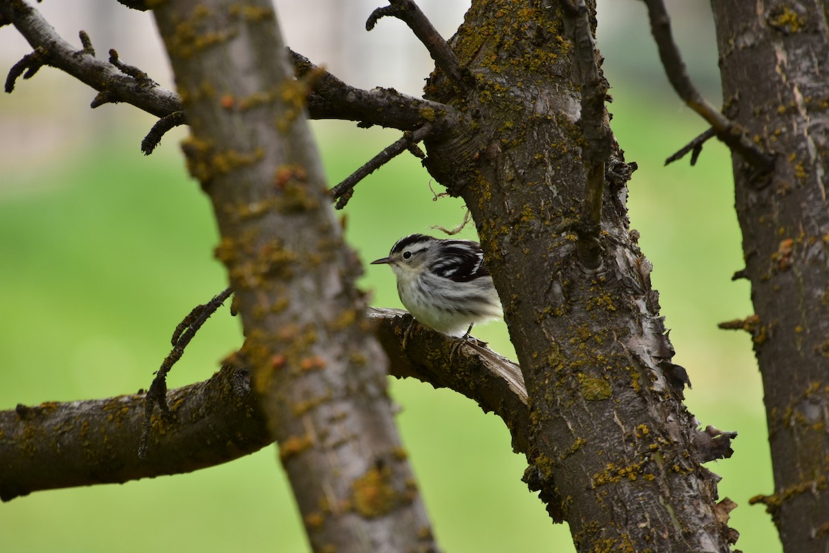 Black-and-white Warbler - ML619502388