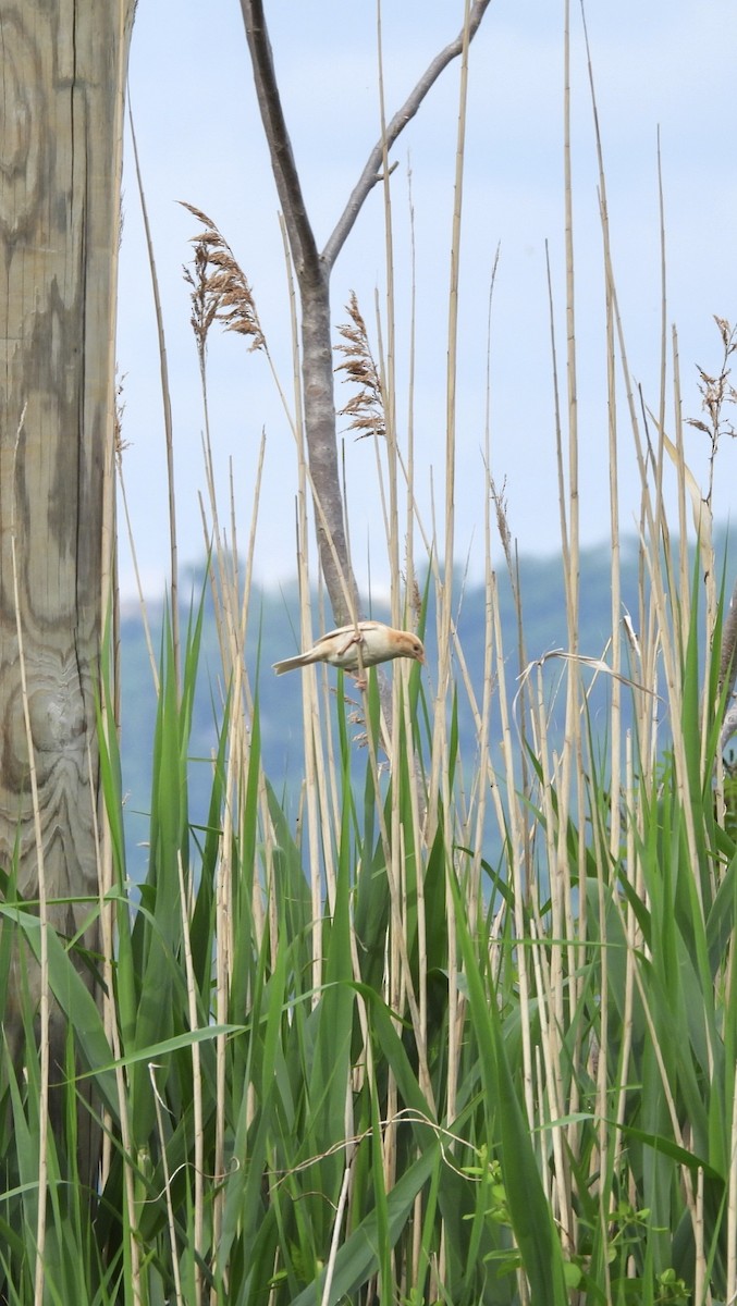 House Sparrow - Jay Luke