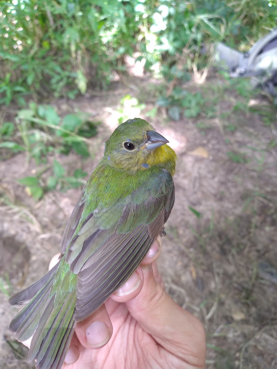 Painted Bunting - ML619502392