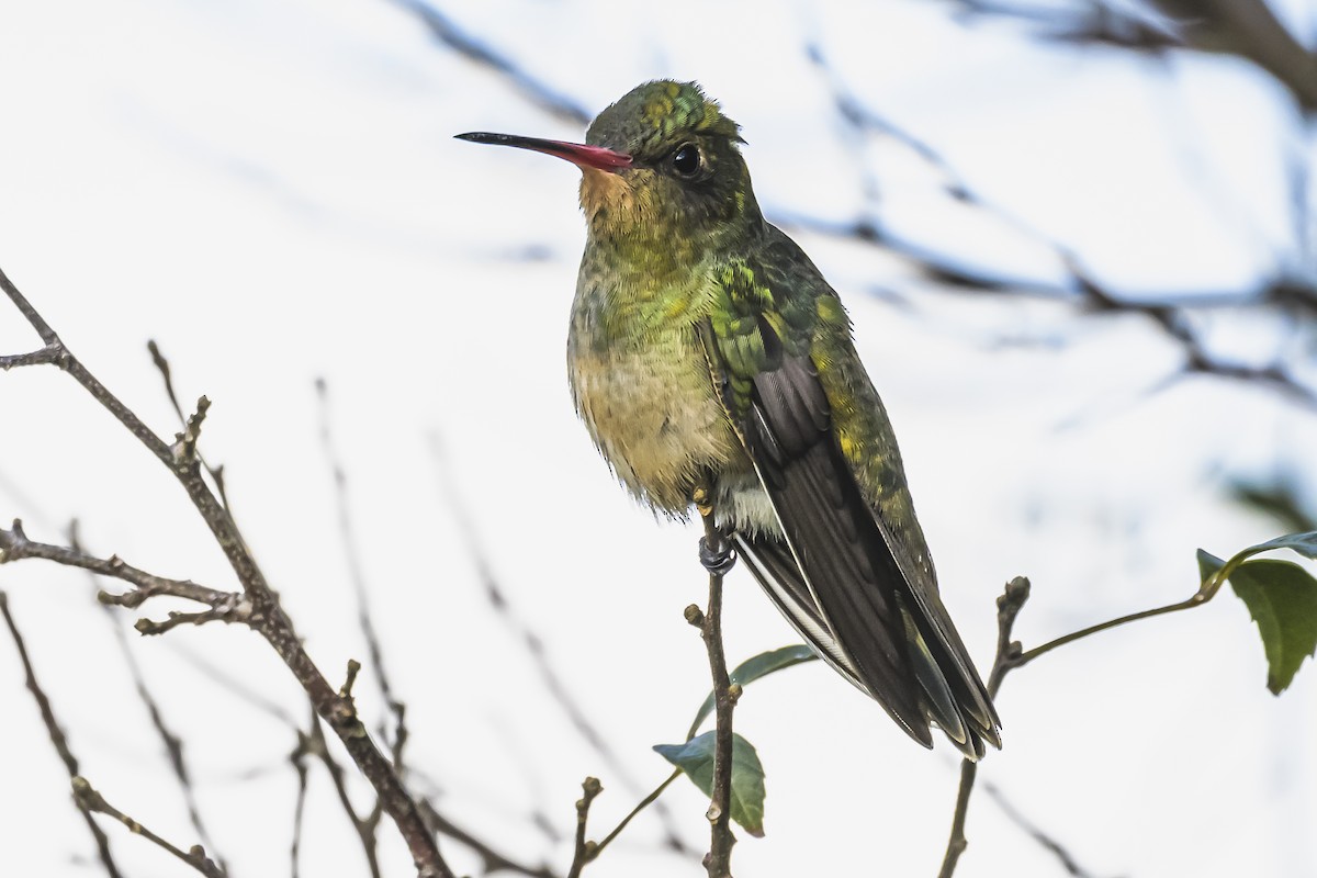 Gilded Hummingbird - Amed Hernández