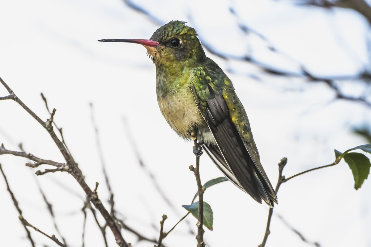 Gilded Hummingbird - Amed Hernández