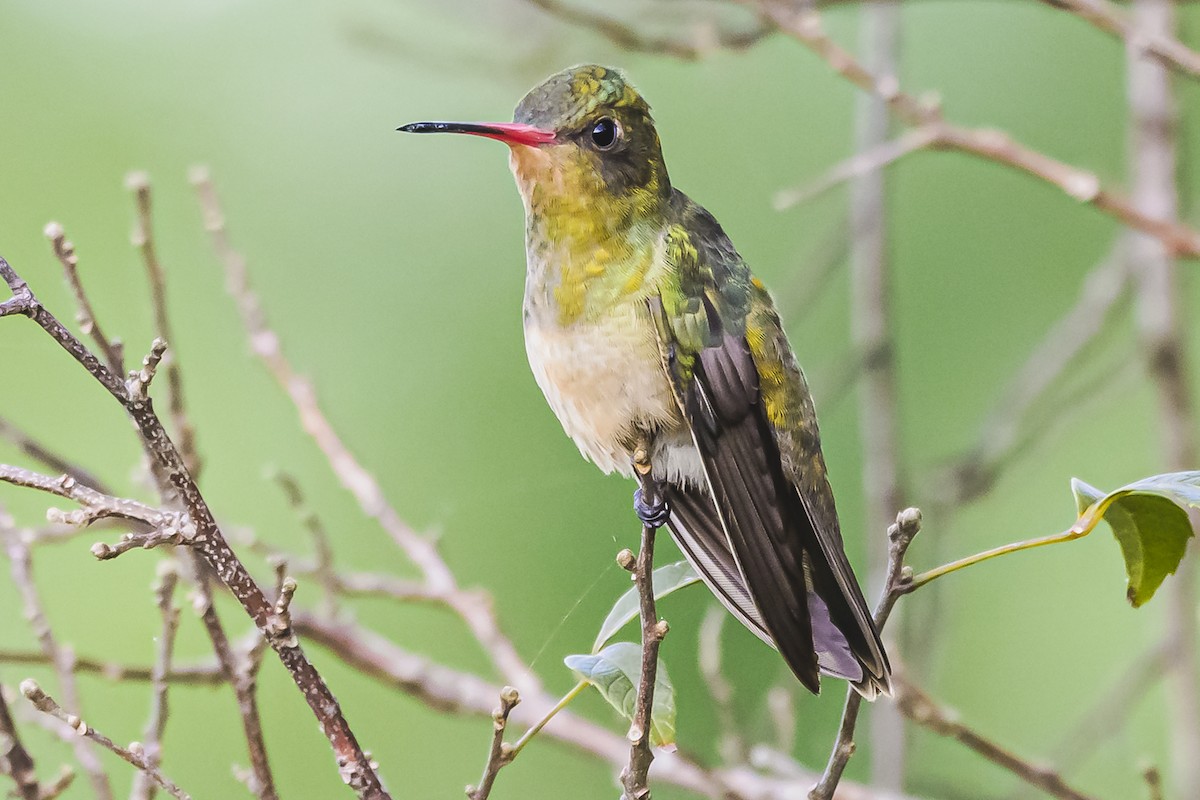 Gilded Hummingbird - Amed Hernández