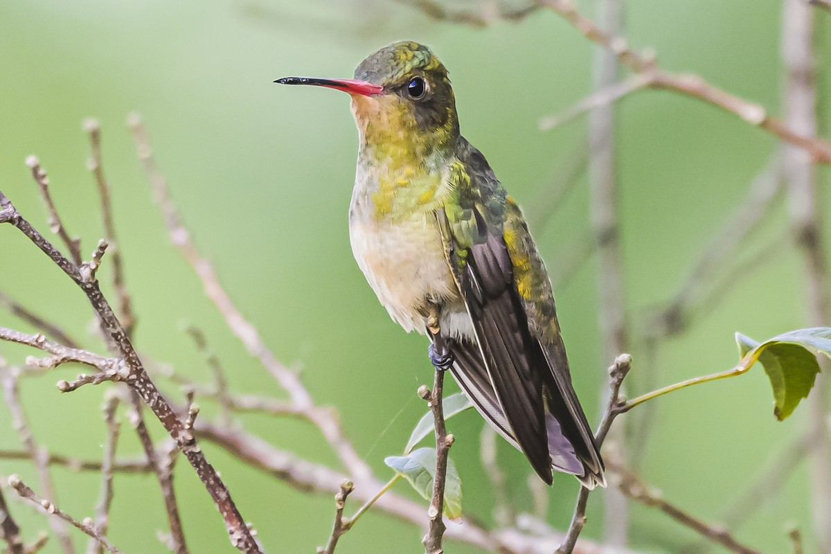 Gilded Hummingbird - Amed Hernández