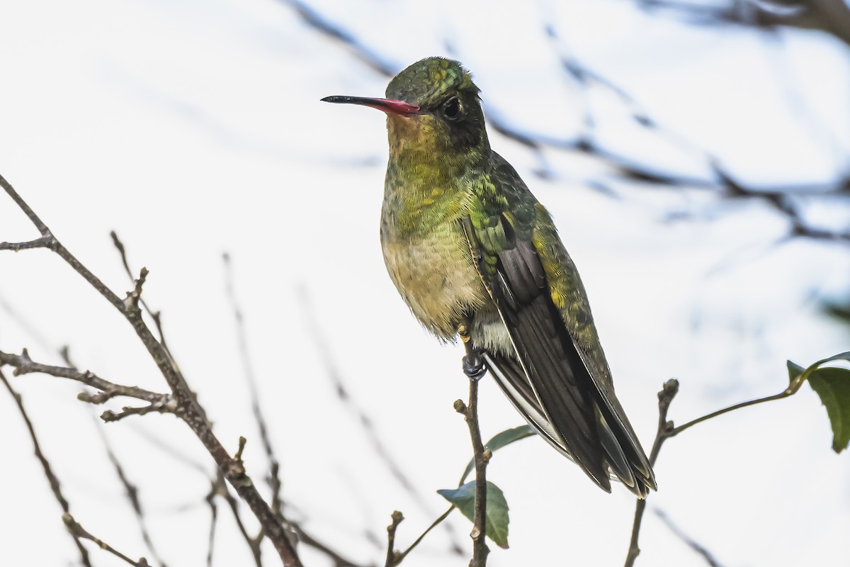 Gilded Hummingbird - Amed Hernández