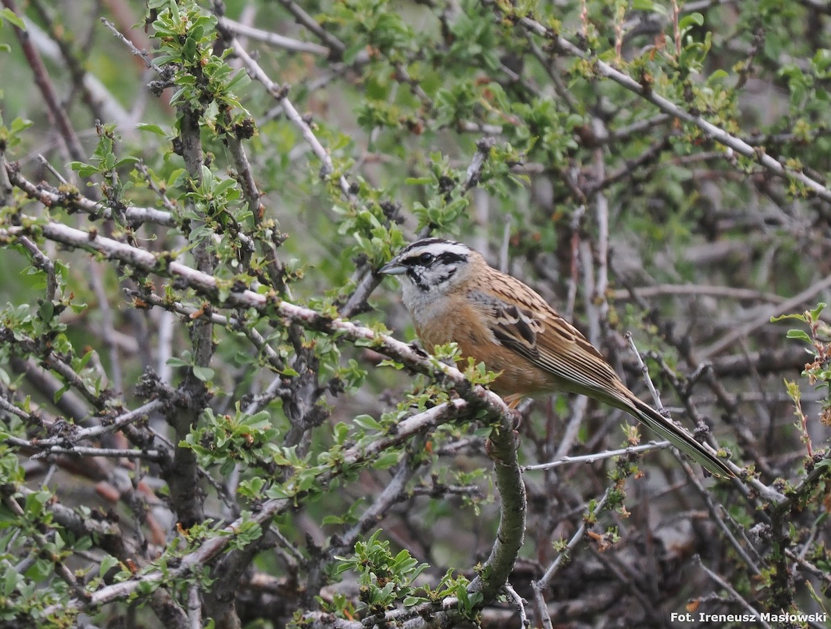 Rock Bunting - Sławomir Niedźwiecki