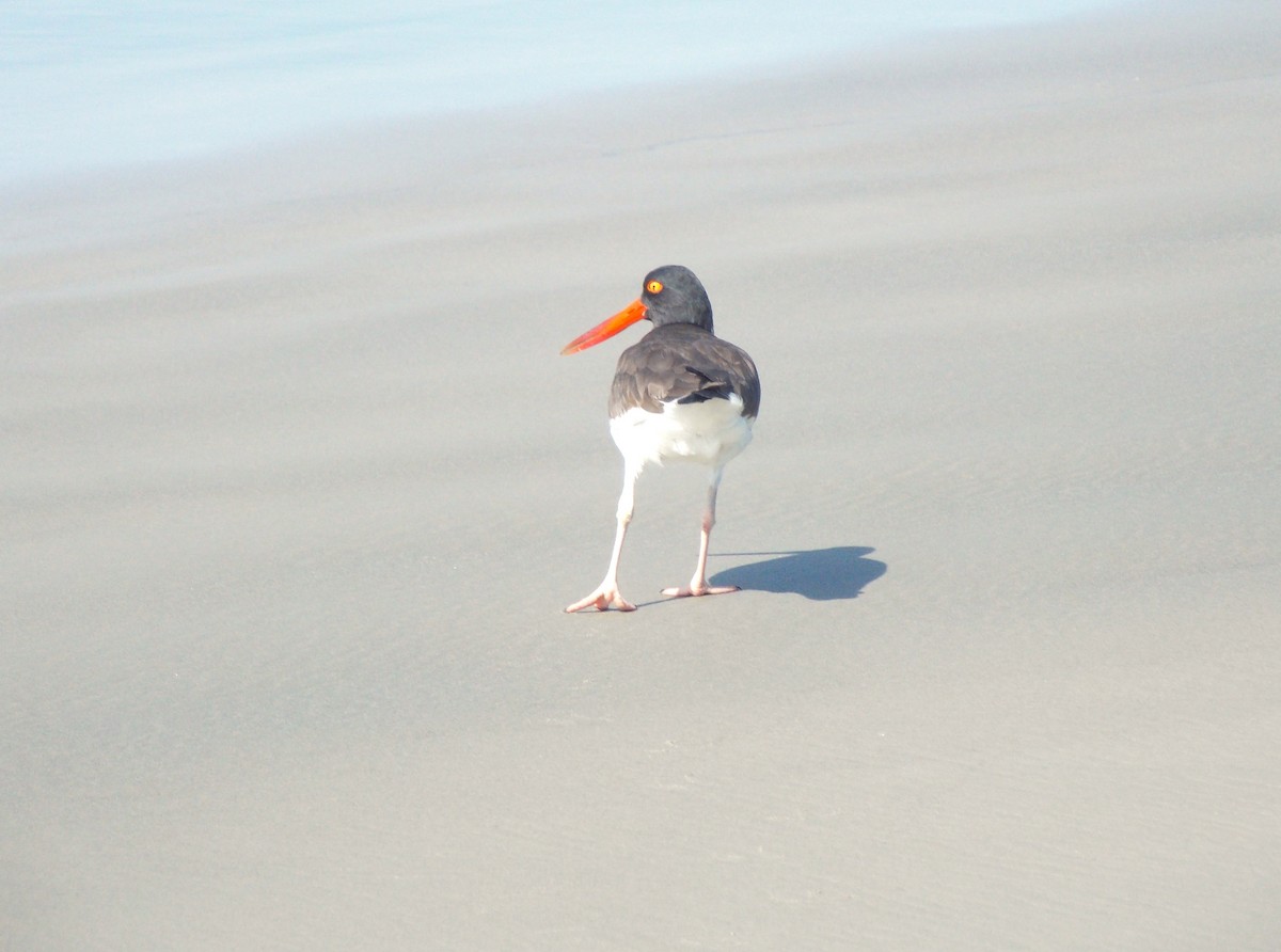 American Oystercatcher - Nilson Cazorino