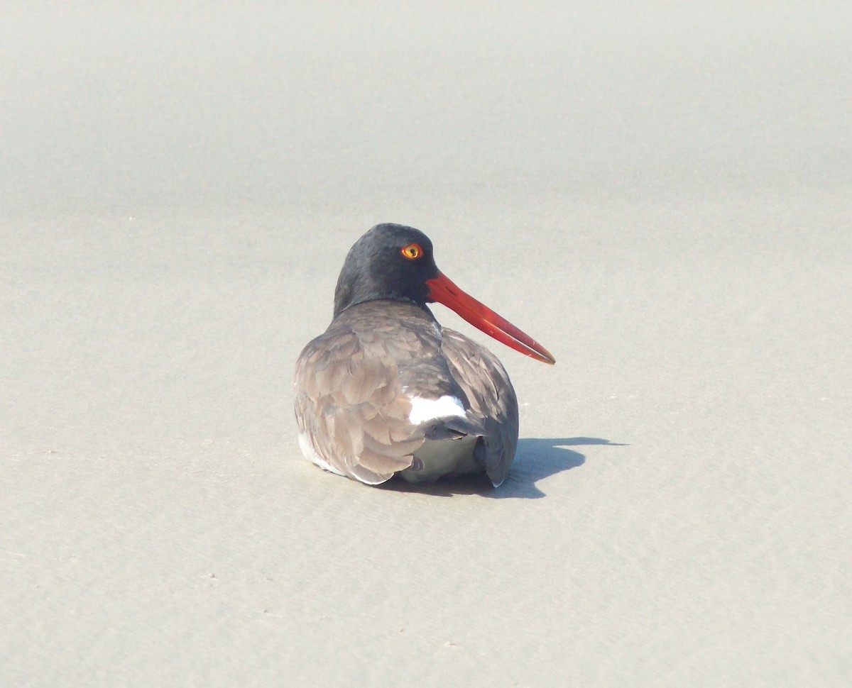 American Oystercatcher - Nilson Cazorino