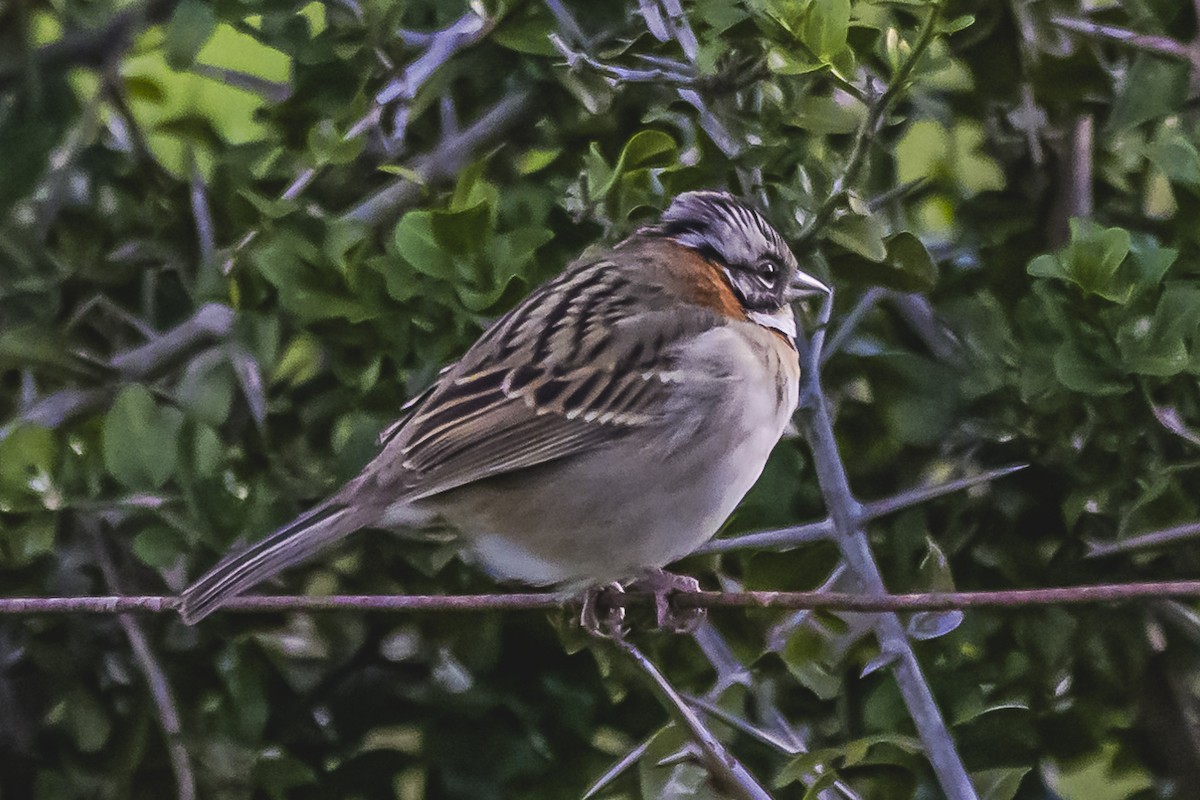 Rufous-collared Sparrow - Amed Hernández