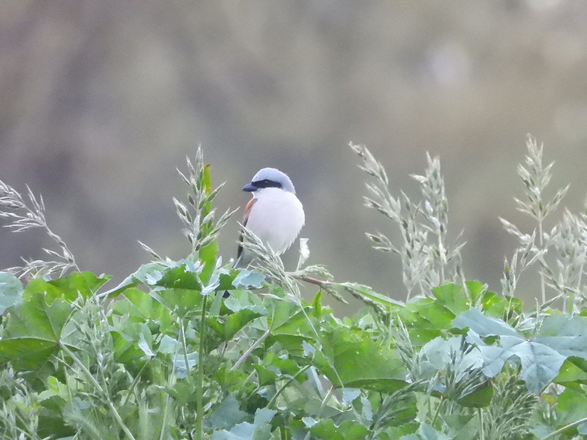 Red-backed Shrike - Susana B.