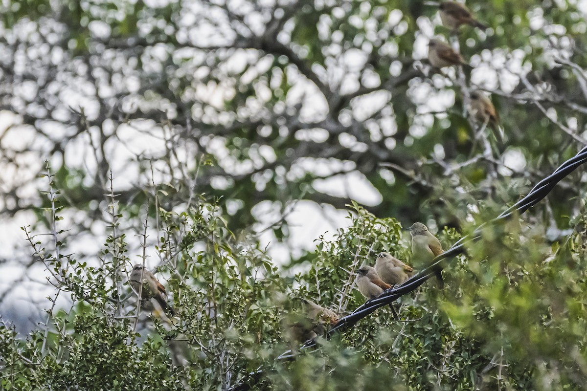 Grayish Baywing - Amed Hernández