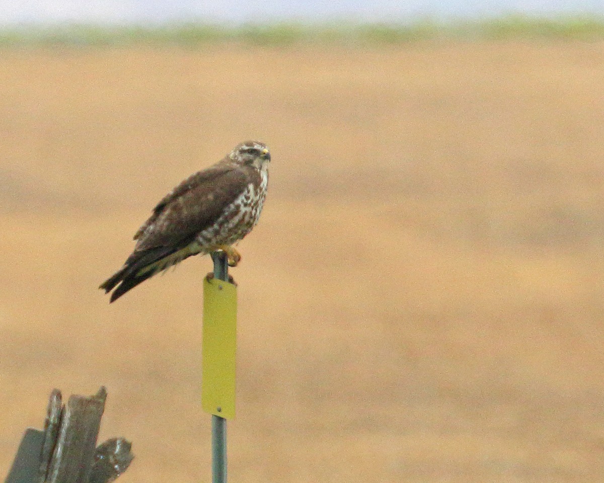 Swainson's Hawk - Keith Carlson