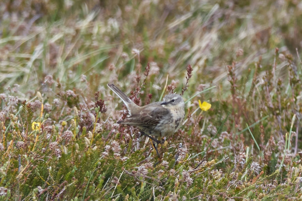 Water Pipit - Luis Manso