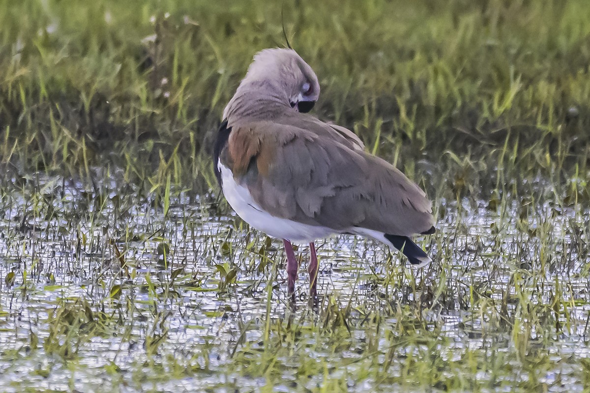 Southern Lapwing - Amed Hernández