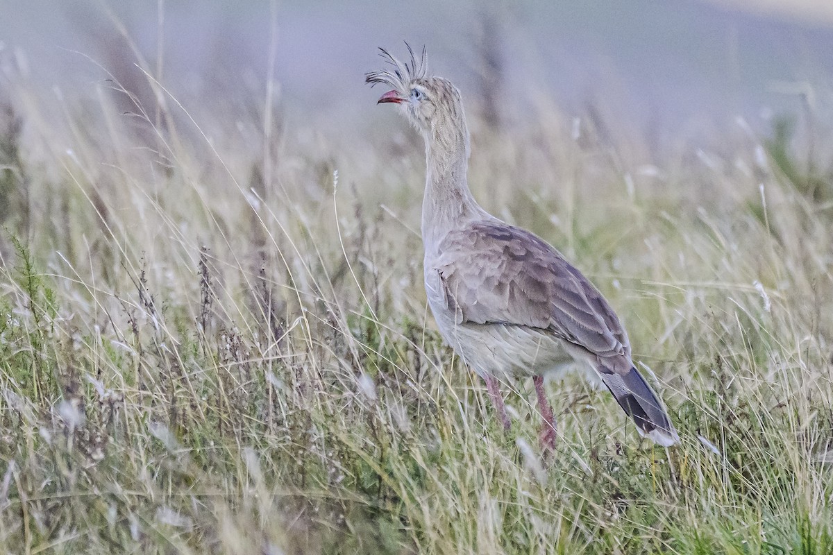 Red-legged Seriema - Amed Hernández