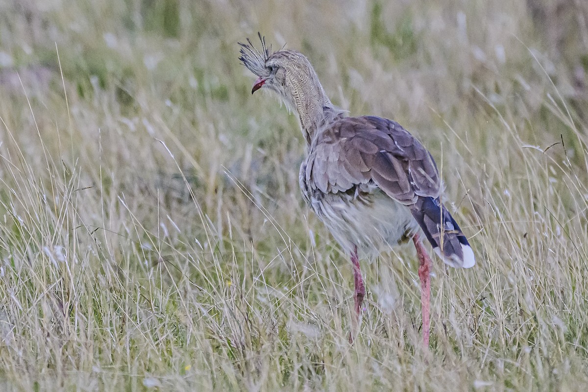 Red-legged Seriema - Amed Hernández